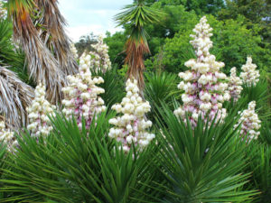 Yucca aloifolia (Spanish Bayonet) - World of Succulents