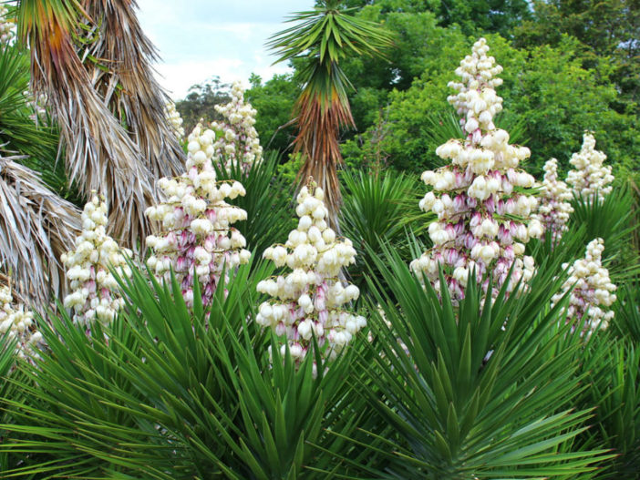 Yucca aloifolia (Spanish Bayonet) - World of Succulents