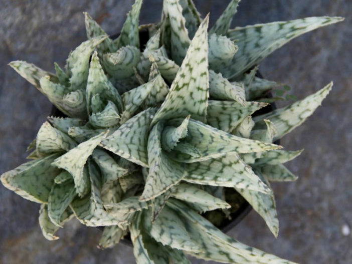 Aloe 'Blizzard'