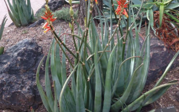 Aloe cryptopoda Aloe cryptopoda