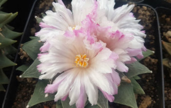 Ariocarpus retusus var. furfuraceus (Seven Stars) Ariocarpus retusus var. furfuraceus (Seven Stars)