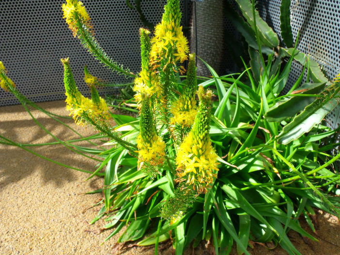 Grow and Care (Bulbine) Bulbine latifolia