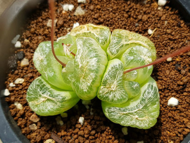 Bulbine mesembryanthoides (Window Plant) aka Bulbine mesembryanthemoides