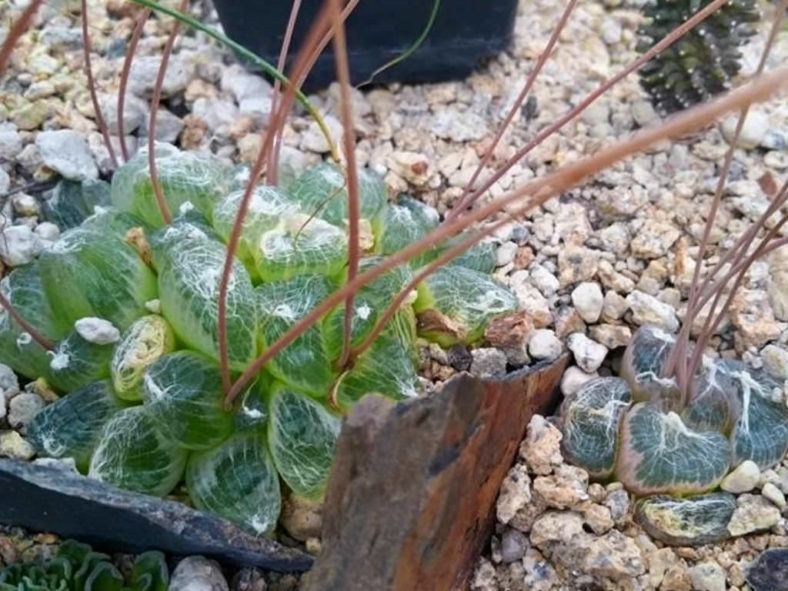 Bulbine mesembryanthoides (Window Plant) aka Bulbine mesembryanthemoides