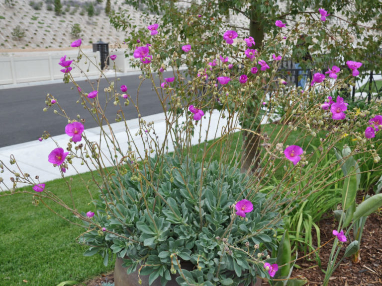 Calandrinia spectabilis World of Succulents