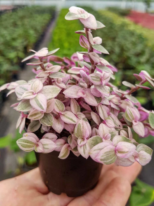 Callisia repens 'Pink Lady' (Turtle Vine) - World of Succulents