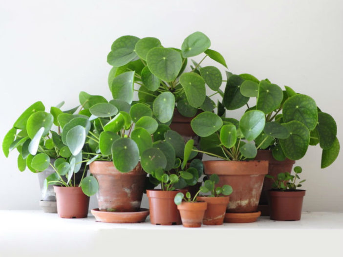 How to Grow and Care for a Chinese Money Plant | World of ...