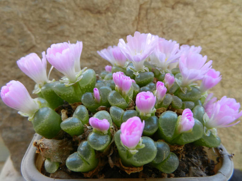 Conophytum limpidum (Eye Leaves)