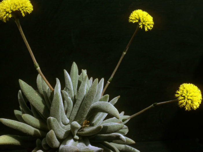 Crassula namaquensis subsp. lutea
