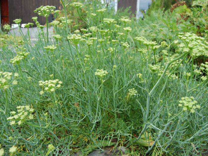 Crithmum maritimum (Rock Samphire) - World of Succulents