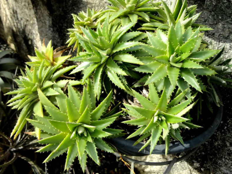 Dyckia brevifolia (Sawblade)