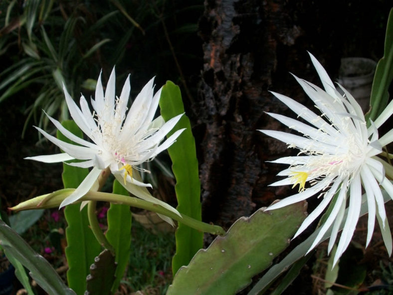 Epiphyllum hookeri (Hooker's Orchid Cactus)