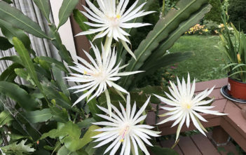 Epiphyllum hookeri (Hooker's Orchid Cactus) Epiphyllum hookeri (Hooker's Orchid Cactus)
