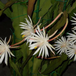 12 Talee NON RADICATE Di Epiphyllum Hookeri Strictum - Cactus Orchidea Succulenta Da Taglio