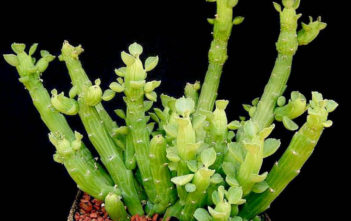 Euphorbia bisellenbeckii (Octopus Arms) Euphorbia bisellenbeckii (Octopus Arms)