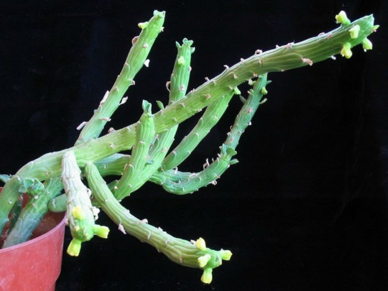 Euphorbia bisellenbeckii (Octopus Arms) aka Monadenium ellenbeckii