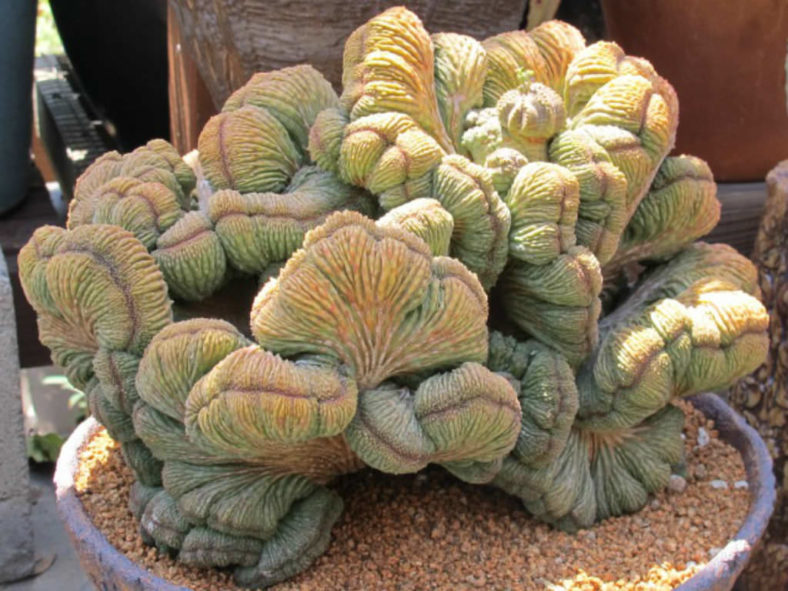 Euphorbia obesa 'Cristata' (Crested Baseball Plant)