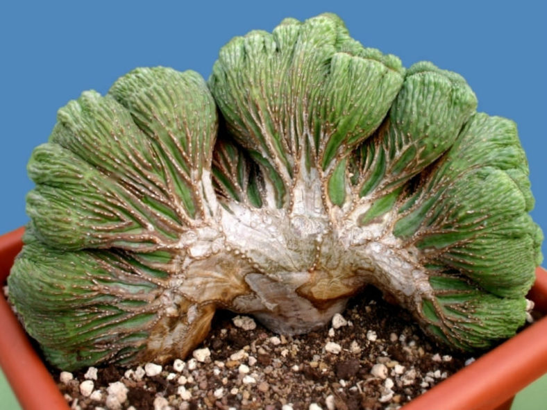 Euphorbia obesa 'Cristata' (Crested Baseball Plant)