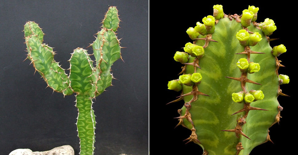 Euphorbia pseudocactus (Candelabra Spurge) World of Succulents