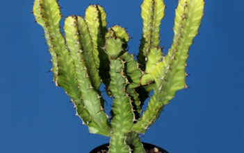 Euphorbia pseudocactus (Candelabra Spurge) Euphorbia pseudocactus (Candelabra Spurge)