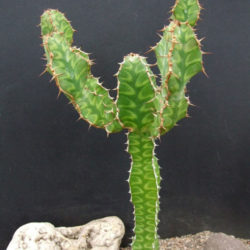 Euphorbia pseudocactus (Candelabra Spurge) - World of Succulents