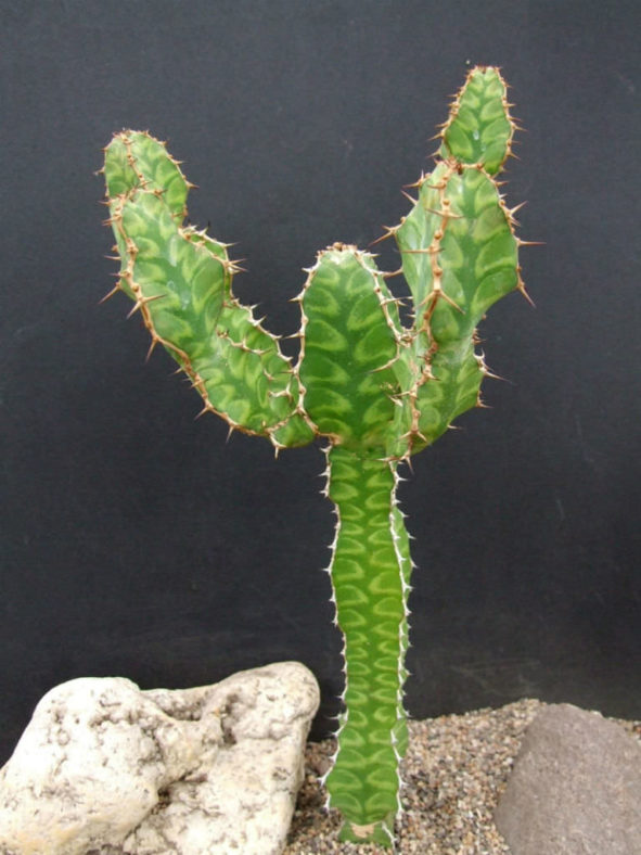 Euphorbia pseudocactus (Candelabra Spurge)