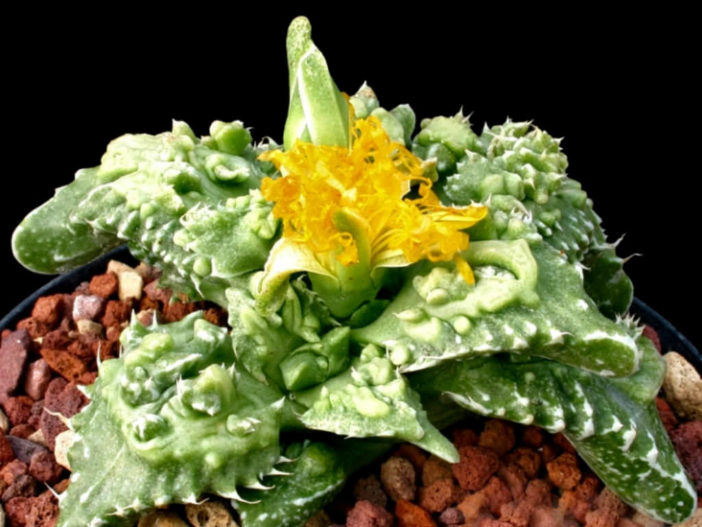 Faucaria felina subsp. tuberculosa 'Super Warty'