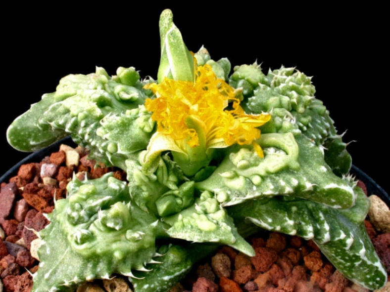 Faucaria tuberculosa 'Super Warty' aka Faucaria felina subsp. tuberculosa 'Super Warty'