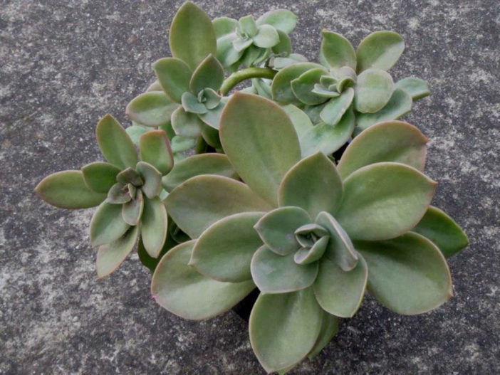 Graptoveria 'David Cumming'