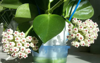 Hoya pachyclada 'Red Corona' (Wax Plant) Hoya pachyclada 'Red Corona' (Wax Plant)