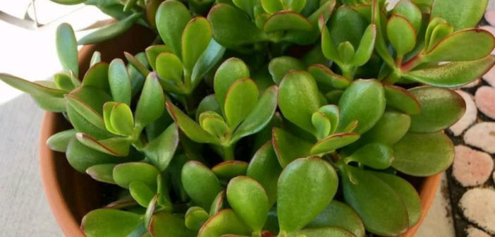 Why are the Leaves Falling Off My Jade Plant? -