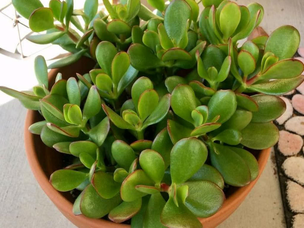 Plantas de jade