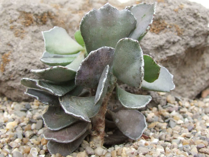 Kalanchoë rhombopilosa var. viridifolia (pastei uit de hemel)