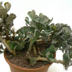 Kalanchoe rhombopilosa var. viridifolia (piiraita taivaasta)