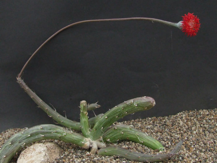 Kleinia pendula (Inch Worm) aka Senecio pendulus