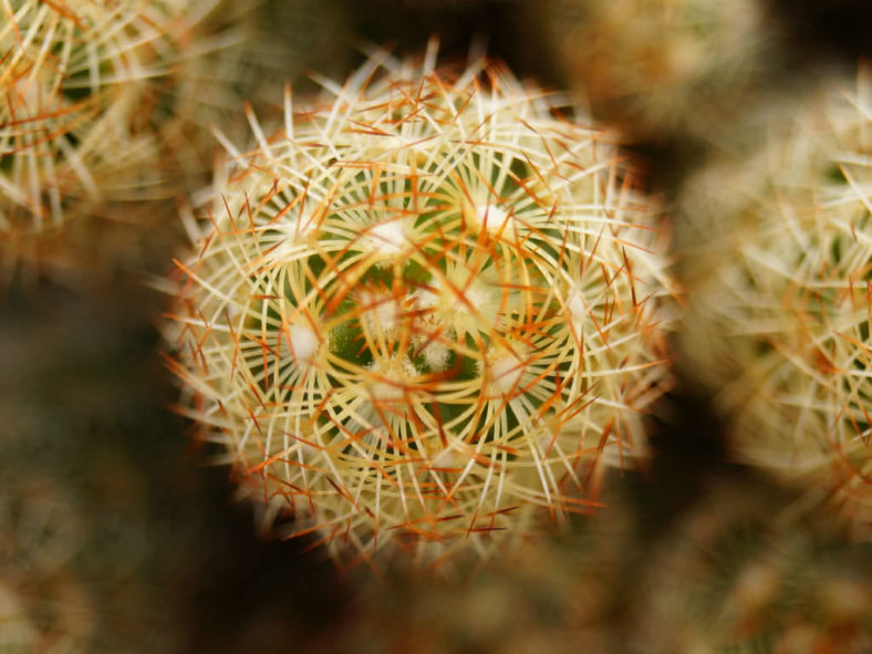 Mammillaria elongata (Ladyfinger Cactus)