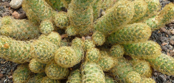 Mammillaria Elongata Ladyfinger Cactus World Of Succulents