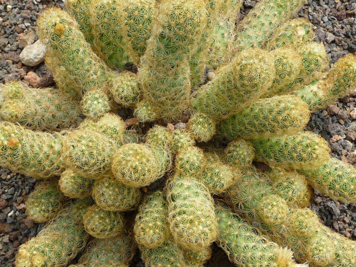 Mammillaria elongata ماميلاريا يلونكاتا Mammillaria-elongata-Ladyfinger-Cactus3-702x527