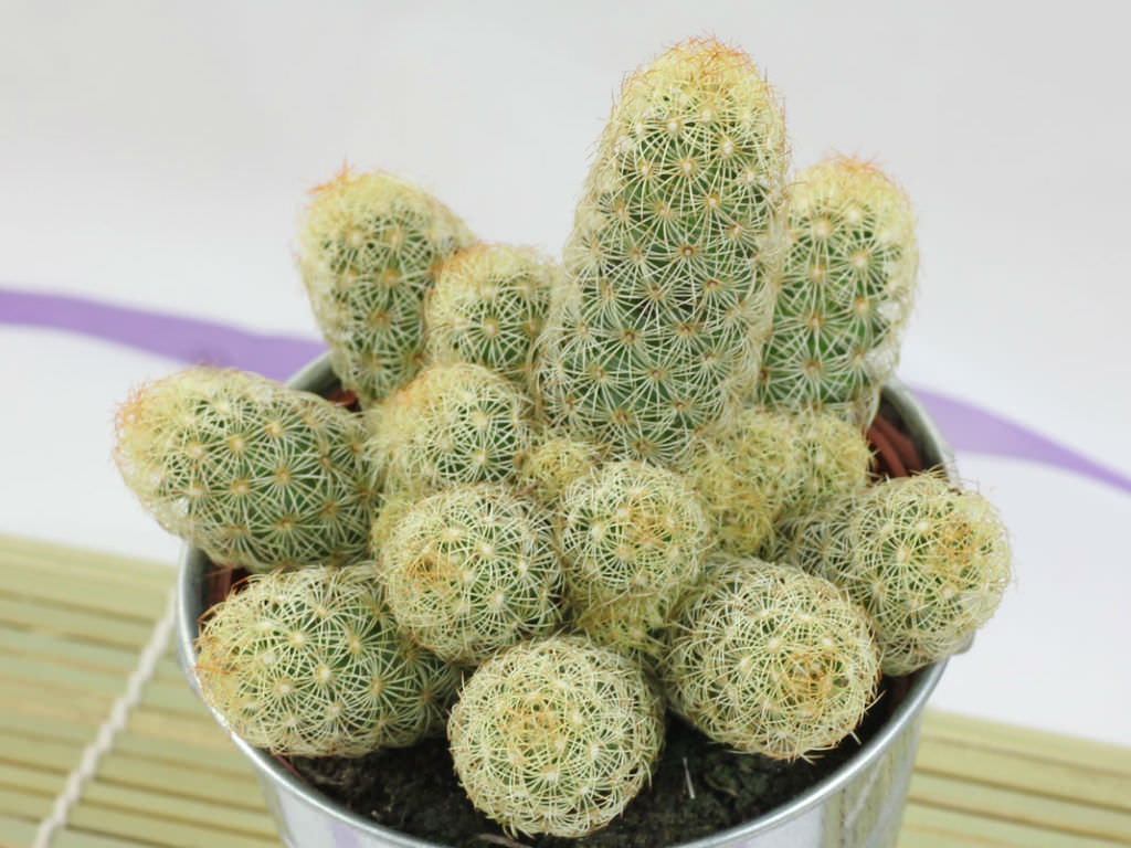 Lady Finger Cactus Mammillaria Elongata
