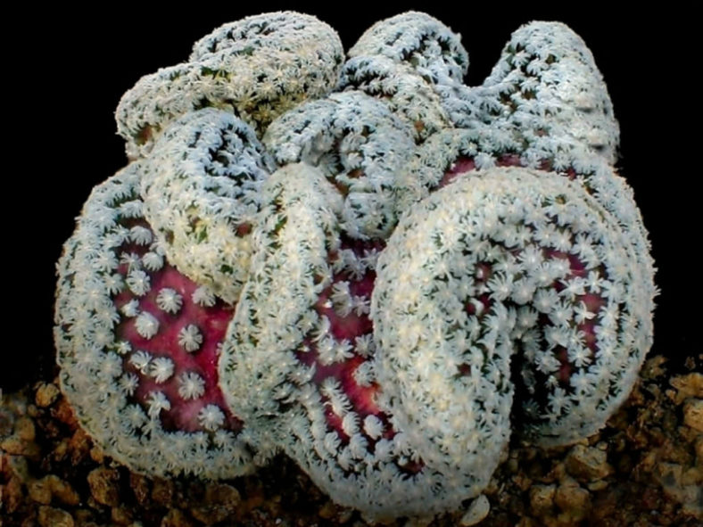 Mammillaria theresae 'Cristata'