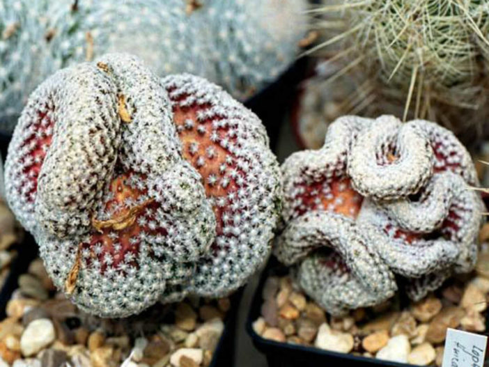 Mammillaria theresae f. cristata