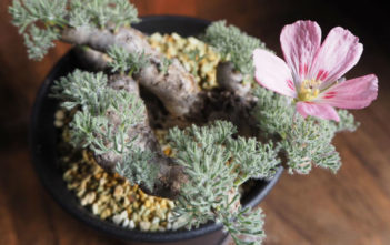 Monsonia multifida (Bushman's Candle) Monsonia multifida (Bushman's Candle)