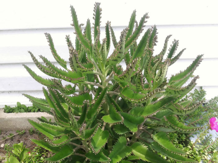 Grow and Care Mother of Thousands (Kalanchoe daigremontiana)