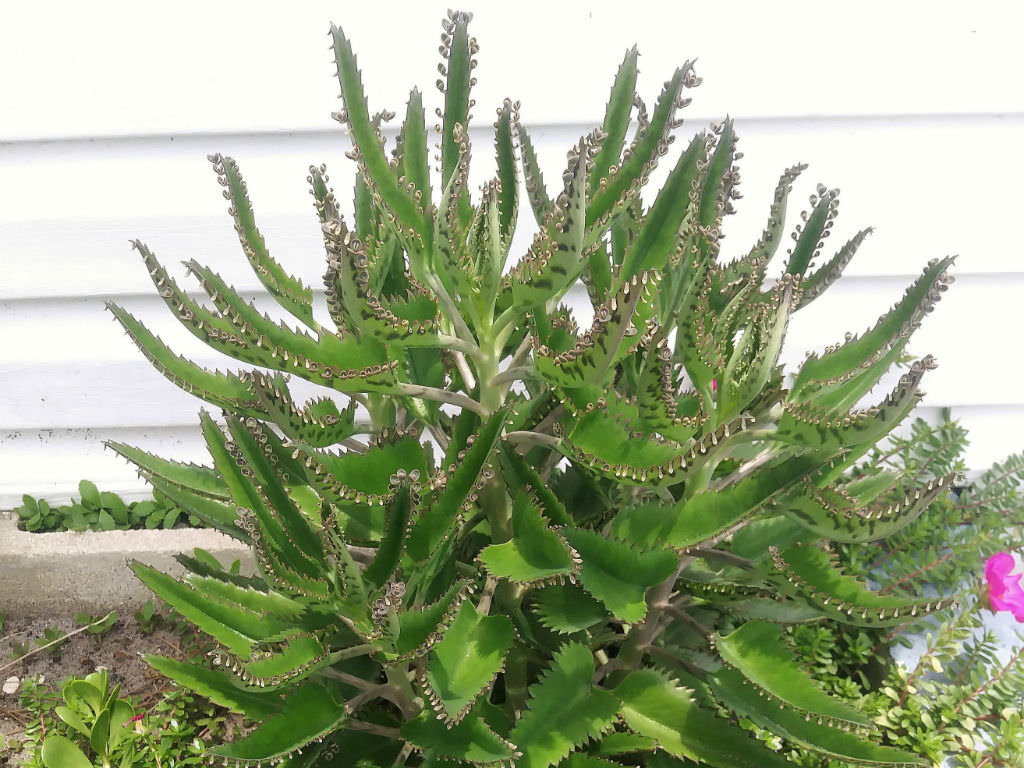 how to grow and care for a mother of thousands - world of succulents