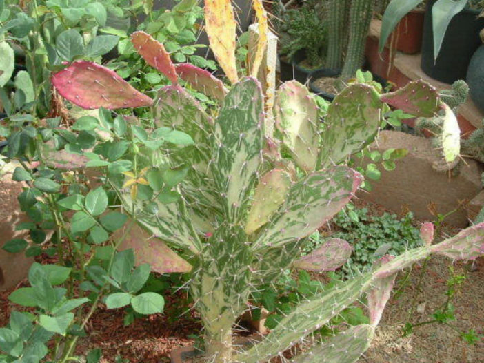 Opuntia monacantha اوبونتيا موناكانثا Opuntia-monacantha-f.-variegata1-702x527