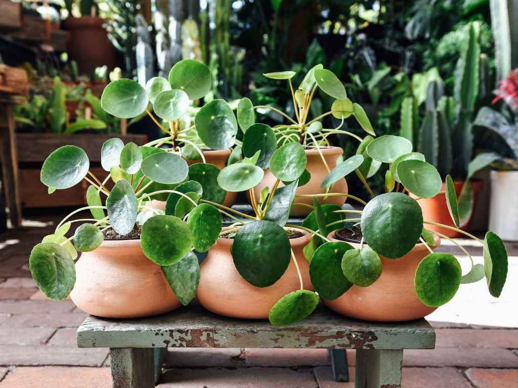 Pilea peperomioides (Chinese Money Plant)
