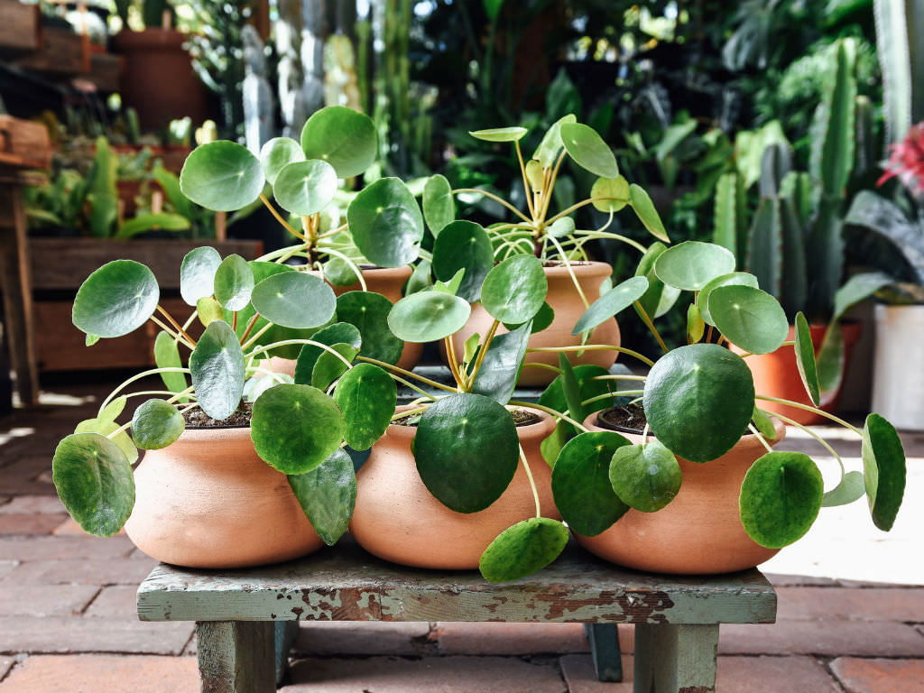 Pilea Plant