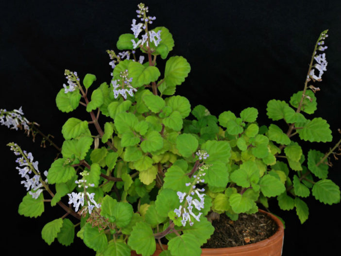 Plectranthus verticillatus (Swedish Ivy)