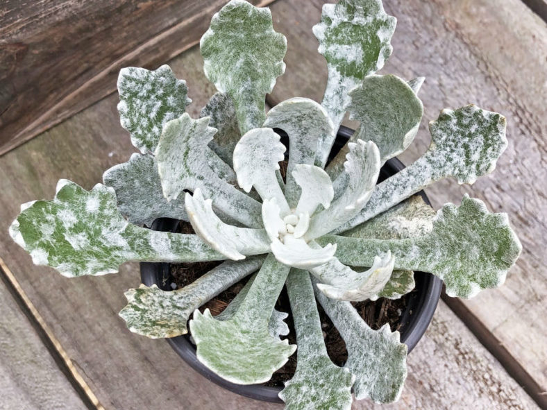 Caputia scaposa var. addoensis aka Senecio scaposus var. addoensis