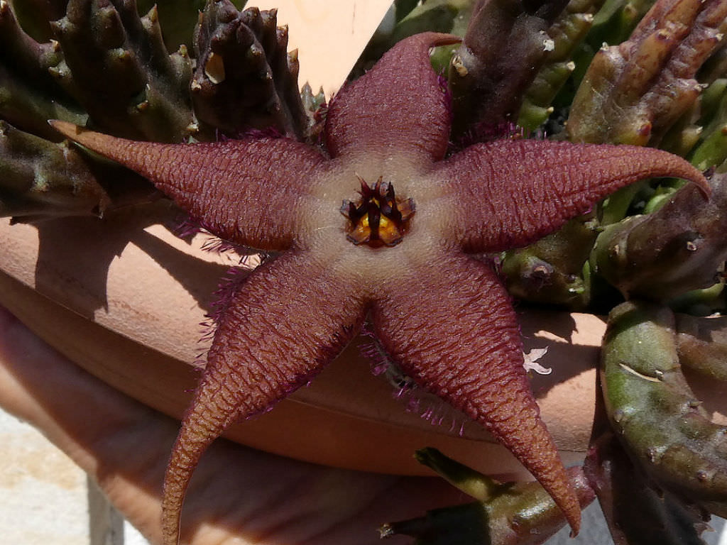 Stapelia hirsuta